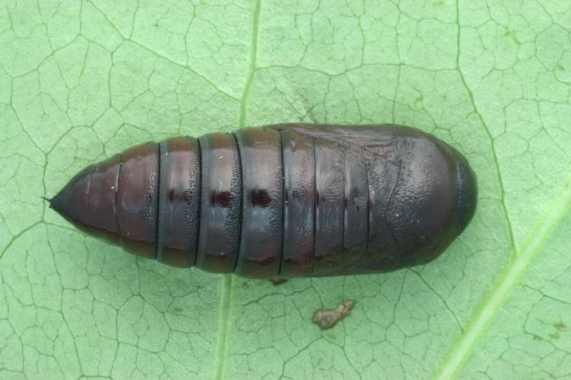 ID bruco:  Orthosia gothica